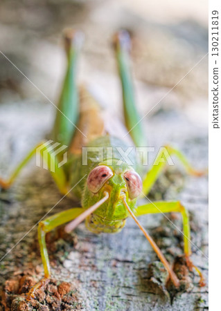 Japanese butterbur grasshopper (Setouchi butterbur), vertical position Japanese butterbur grasshopper (Setouchi butterbur), vertical position 130211819