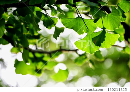 Summer sunlight filtering through the trees and shining ginkgo leaves Summer sunlight filtering through the trees and shining ginkgo leaves 130211825