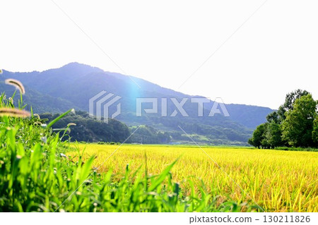 Summer sky and golden rice fields Summer sky and golden rice fields 130211826