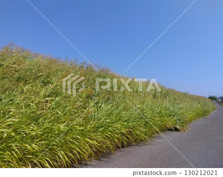 炎熱的夏日,一陣風吹過排水溝岸邊的玉米,還有農場道路和藍天 炎熱的夏日,一陣風吹過排水溝岸邊的玉米,還有農場道路和藍天 130212021