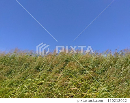 炎熱的夏日，排水溝岸邊的玉米被一陣風吹拂，在藍天的映襯下 130212022