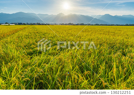 The Northern Alps and ripe rice fields illuminated by the setting sun [Nagano Prefecture] 130212251