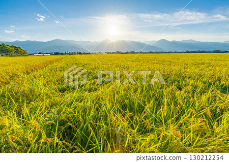 The Northern Alps and ripe rice fields illuminated by the setting sun [Nagano Prefecture] 130212254