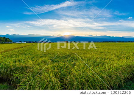 The Northern Alps and ripe rice fields illuminated by the setting sun [Nagano Prefecture] 130212266
