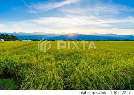 The Northern Alps and ripe rice fields illuminated by the setting sun [Nagano Prefecture] 130212267