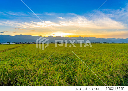 The Northern Alps, sunset, ripe rice, and rice fields [Nagano Prefecture] 130212561