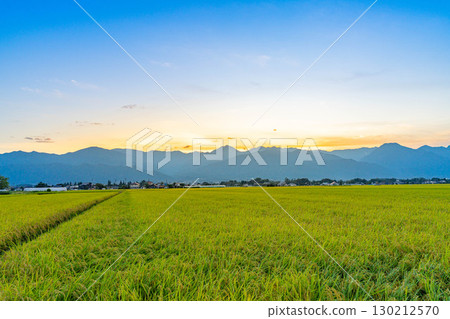 北阿爾卑斯、夕陽、成熟的稻米和稻田[長野縣] 130212570