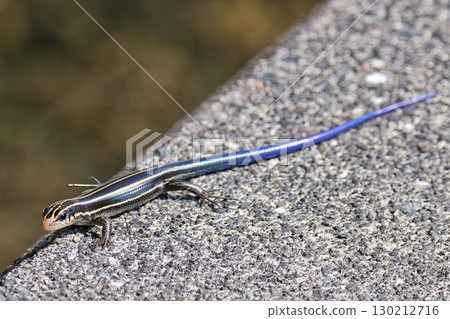 A juvenile Japanese grass lizard resting on a stone A juvenile Japanese grass lizard resting on a stone 130212716