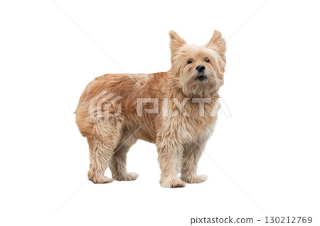 cairn terrier isolated on white background cairn terrier isolated on white background 130212769