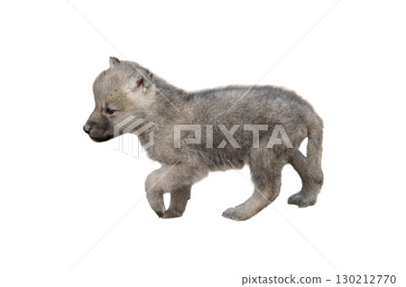 Walking wolf cub isolated on white background Walking wolf cub isolated on white background 130212770