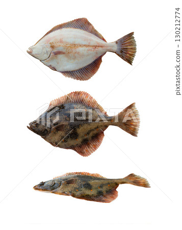 European Flounder isolated on white background European Flounder isolated on white background 130212774