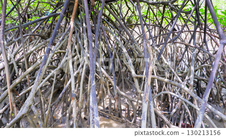 Mangrove Roots in Coastal Wetland Ecosystem 130213156