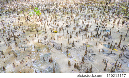 Mangrove Pneumatophores in Coastal Mudflat Ecosystem 130213157