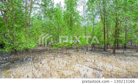 Dense Tropical Mangrove Forest with Aerial Roots on Muddy Coastal Soil 130213166