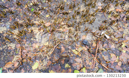 Close-Up of Mangrove Forest Floor Texture Close-Up of Mangrove Forest Floor Texture 130213230