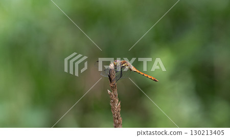 蜻蜓棲息在植物上 蜻蜓棲息在植物上 130213405
