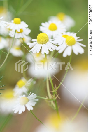German Chamomile 130213692