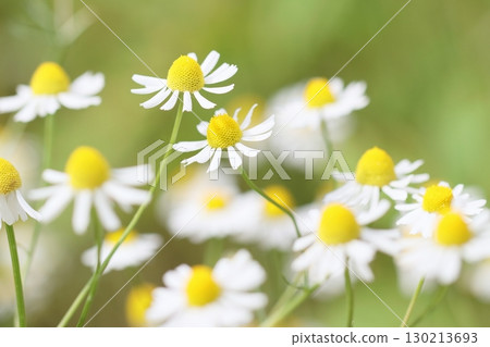 German Chamomile 130213693