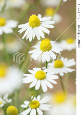 德國洋甘菊 130213694