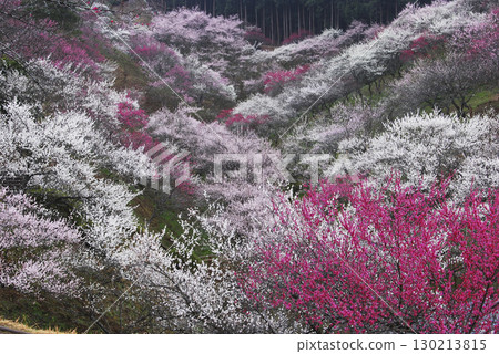 Plum Park, Ome City, Tokyo (2008) 130213815