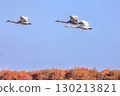 Swans flying in the autumn sky in Mukawa, Hokkaido [October] 130213821