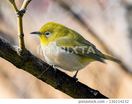 Japanese white-eye perching on a branch 130214232