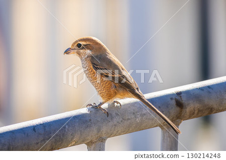 伯勞棲息在柵欄上 130214248
