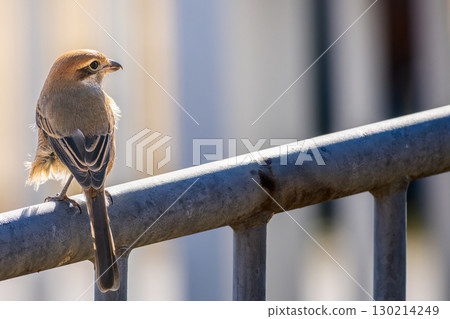Shrike perched on a fence, copy space 130214249