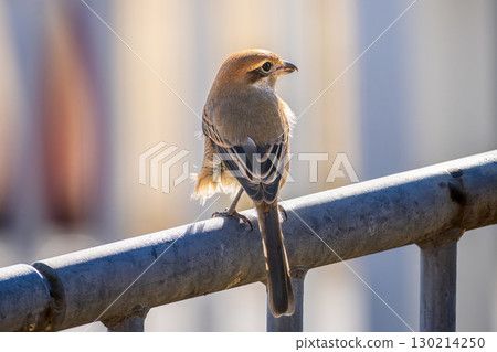 Shrike perched on the fence 130214250