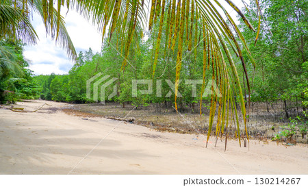 Tropical Beach Landscape with Mangrove Forest Tropical Beach Landscape with Mangrove Forest 130214267