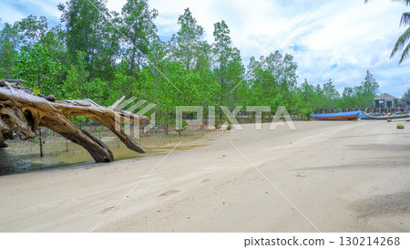 Coastal Landscape with Mangroves and Rustic Boat 130214268