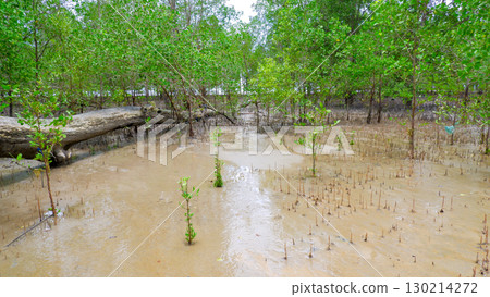 Young Mangrove Trees and Fallen Log in Mudflats 130214272