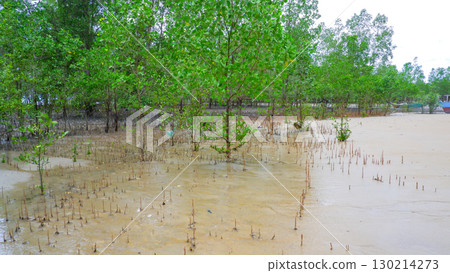 Lush Mangrove Forest on the Sandy Shore of Belo Beach Lush Mangrove Forest on the Sandy Shore of Belo Beach 130214273