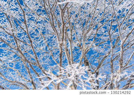 抬頭可以看到美麗的霜凍和藍天 130214292
