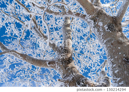 Looking up, you can see beautiful frost and blue sky Looking up, you can see beautiful frost and blue sky 130214294