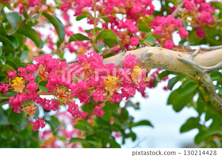 Flower of crape mybs 130214428