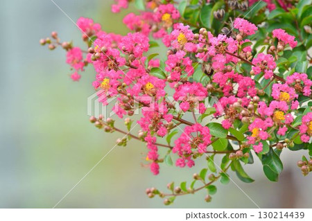 縐紗花 縐紗花 130214439