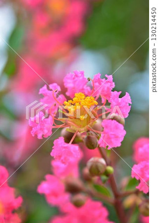 縐紗花 130214450