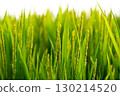 Rice. A large area of rice seedlings growing in the fields of Korea. 130214520