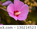 Mugunghwa, rose of the Sharon, hibiscus syriacus flower, South Korea. 130214523