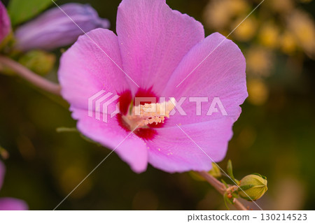 Mugunghwa, rose of the Sharon, hibiscus syriacus flower, South Korea. Mugunghwa, rose of the Sharon, hibiscus syriacus flower, South Korea. 130214523