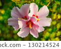 Mugunghwa, rose of the Sharon, hibiscus syriacus flower, South Korea. 130214524