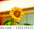 Bright Sunflower Flower: Close-up of a sunflower. Summer time. Helianthus annuus 130214525