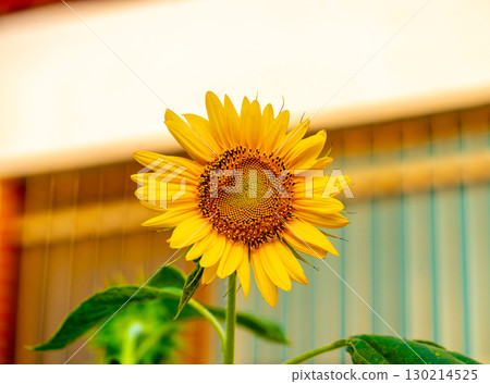 Bright Sunflower Flower: Close-up of a sunflower. Summer time. Helianthus annuus 130214525
