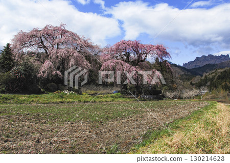 群馬縣富岡市的菅原垂枝櫻花樹和妙義山 130214628