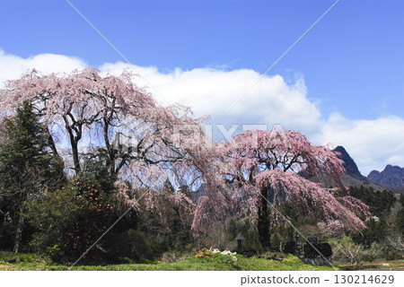 群馬縣富岡市的菅原垂枝櫻花樹和妙義山 130214629