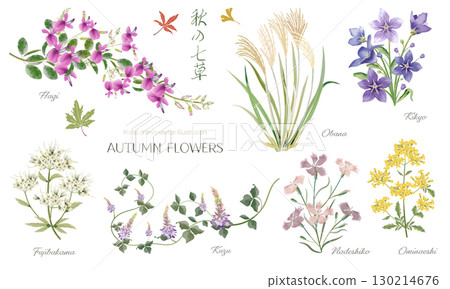 Watercolor illustration set of the seven herbs of autumn 130214676