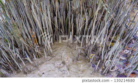 Dense Pneumatophore Roots of Mangrove Trees at Belo Beach Dense Pneumatophore Roots of Mangrove Trees at Belo Beach 130214680