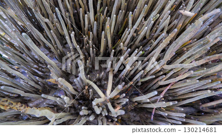 Extreme Close-up of Mangrove Pneumatophore Roots Extreme Close-up of Mangrove Pneumatophore Roots 130214681