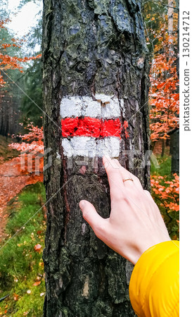 Hiker touching red and white trail marking on tree in autumn forest Hiker touching red and white trail marking on tree in autumn forest 130214712